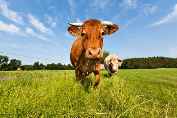 istockphoto 182876452 612x612