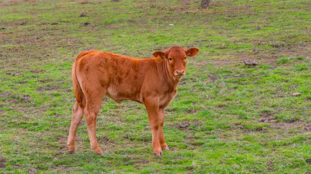 istockphoto 2204507635 612x612